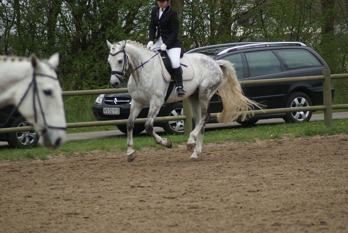 Polsk Varmblod My Little Boy billede 5