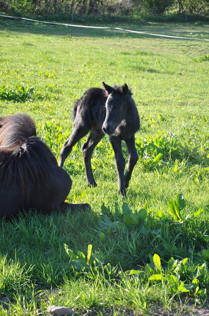 Islænder Vildís fra Mingsegården billede 12