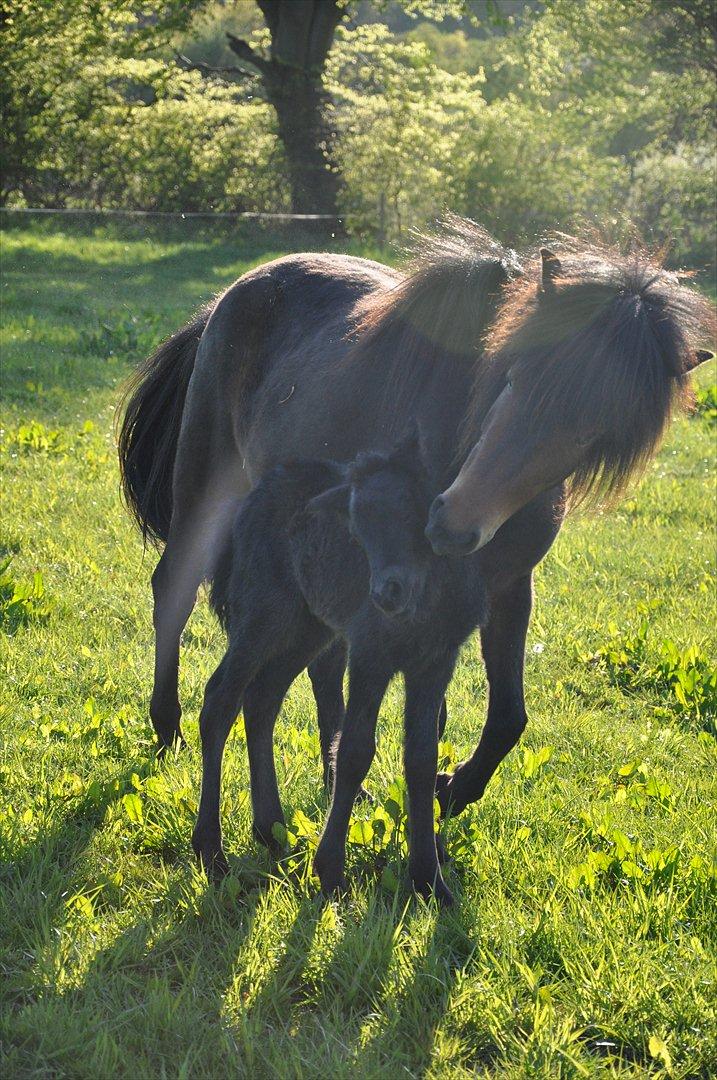 Islænder Vildís fra Mingsegården billede 13