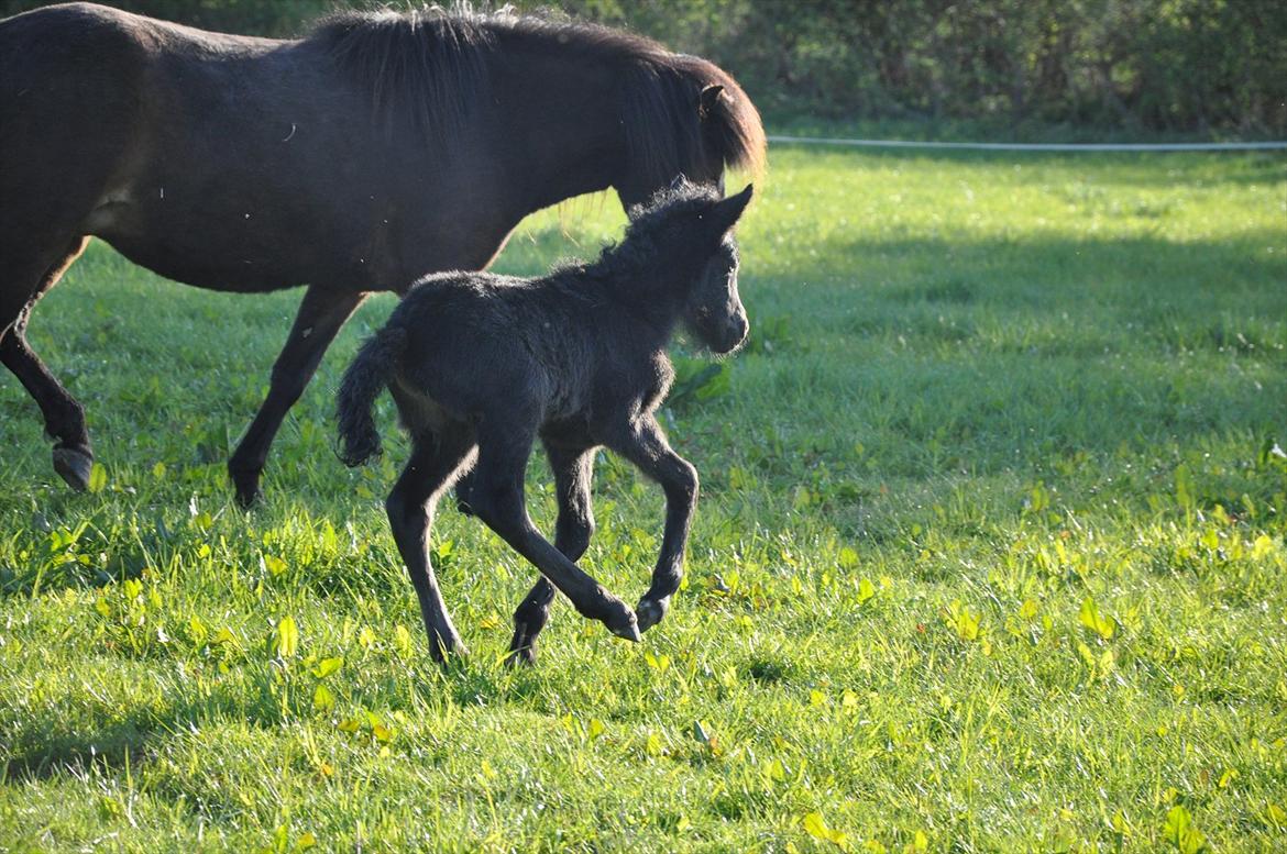 Islænder Vildís fra Mingsegården billede 14