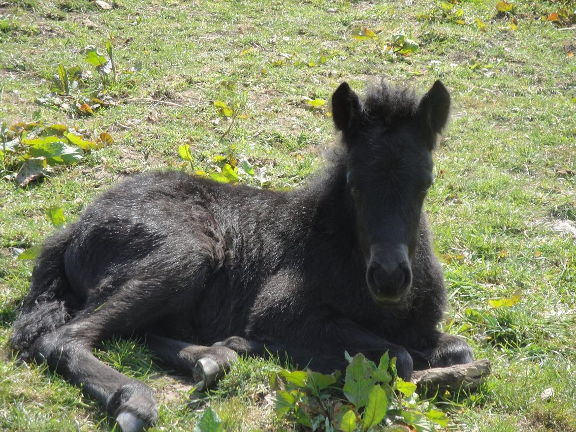 Islænder Vildís fra Mingsegården billede 15