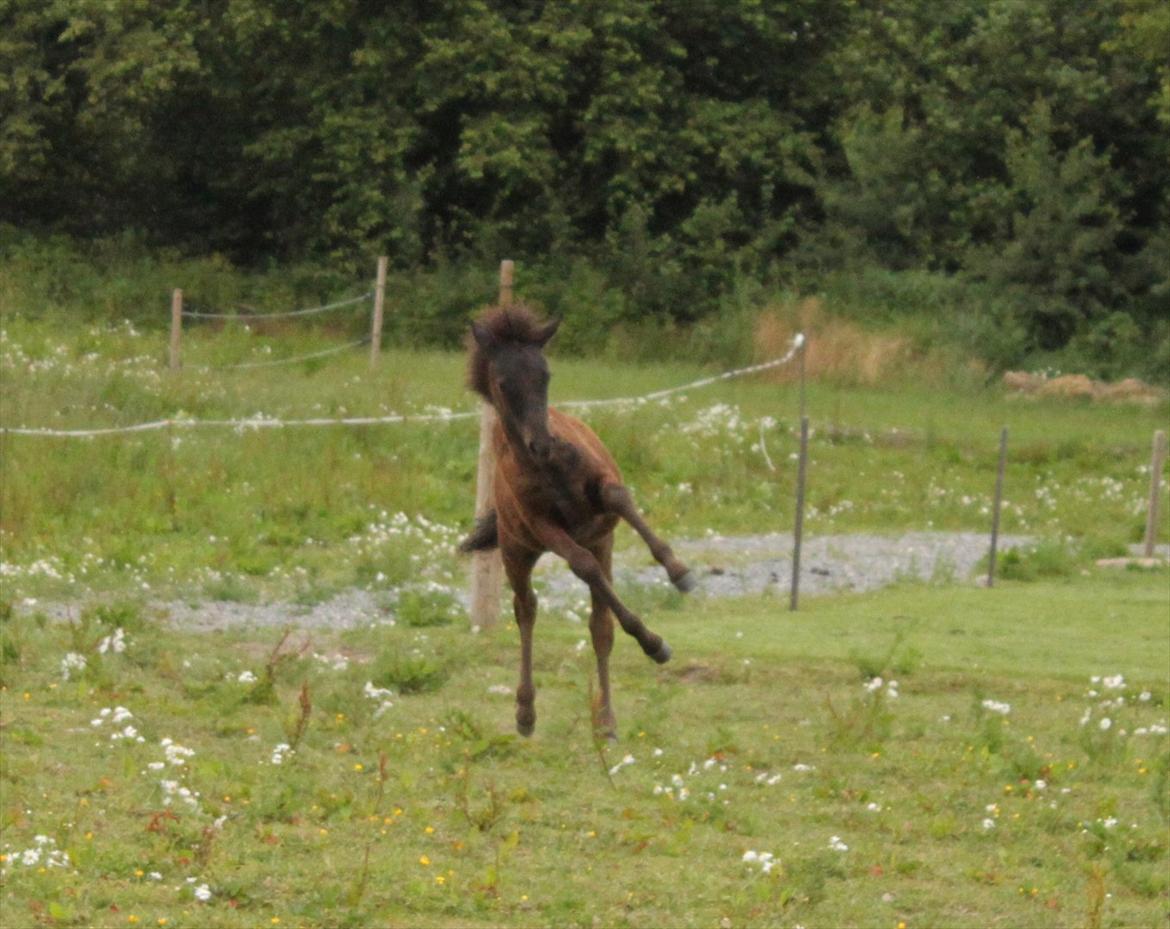 Islænder Vildís fra Mingsegården billede 17