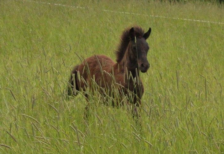 Islænder Vildís fra Mingsegården billede 18