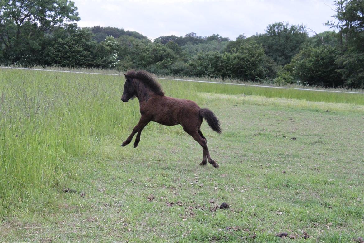 Islænder Vildís fra Mingsegården billede 19