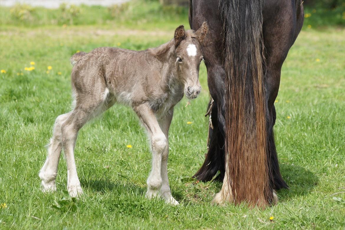 Irish Cob Hauge´s Morgan *solgt* billede 1