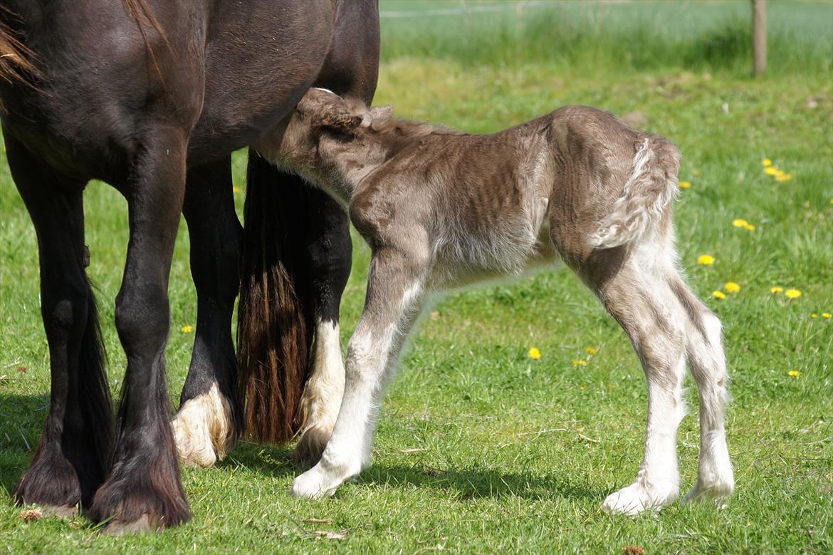 Irish Cob Hauge´s Morgan *solgt* billede 2