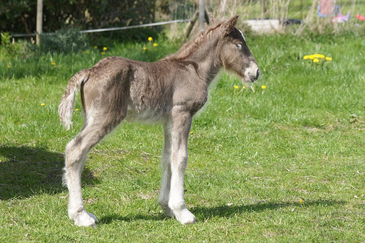 Irish Cob Hauge´s Morgan *solgt* billede 3