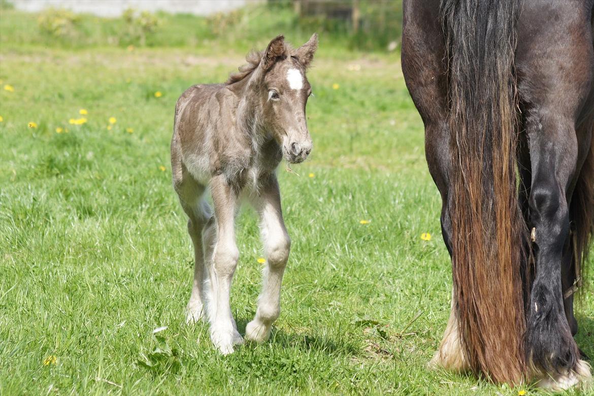 Irish Cob Hauge´s Morgan *solgt* billede 4