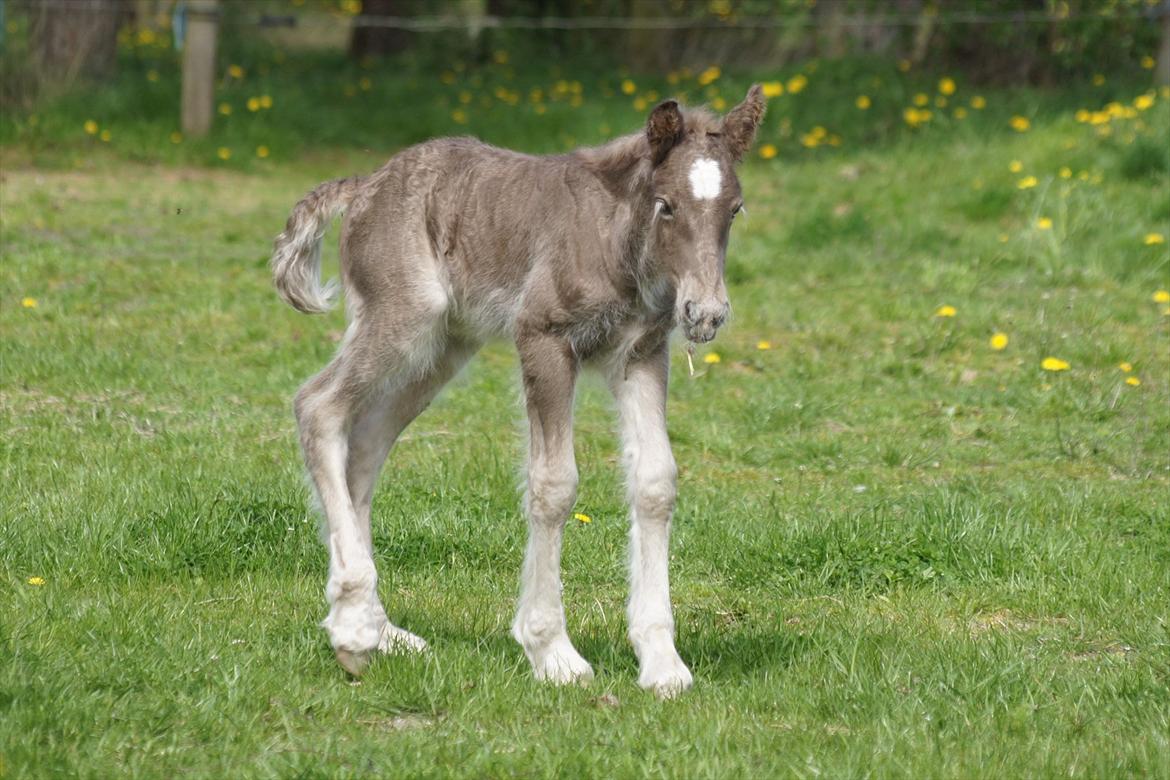 Irish Cob Hauge´s Morgan *solgt* billede 5