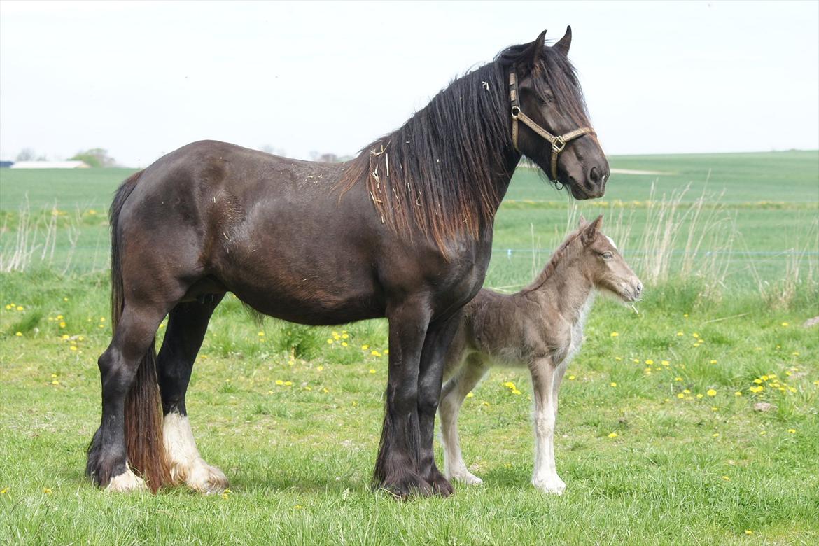 Irish Cob Hauge´s Morgan *solgt* billede 6