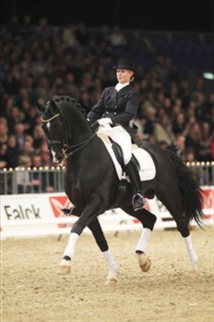 Dansk Varmblod Nitouche af sulsted - Hendes far- De Noir billede 14