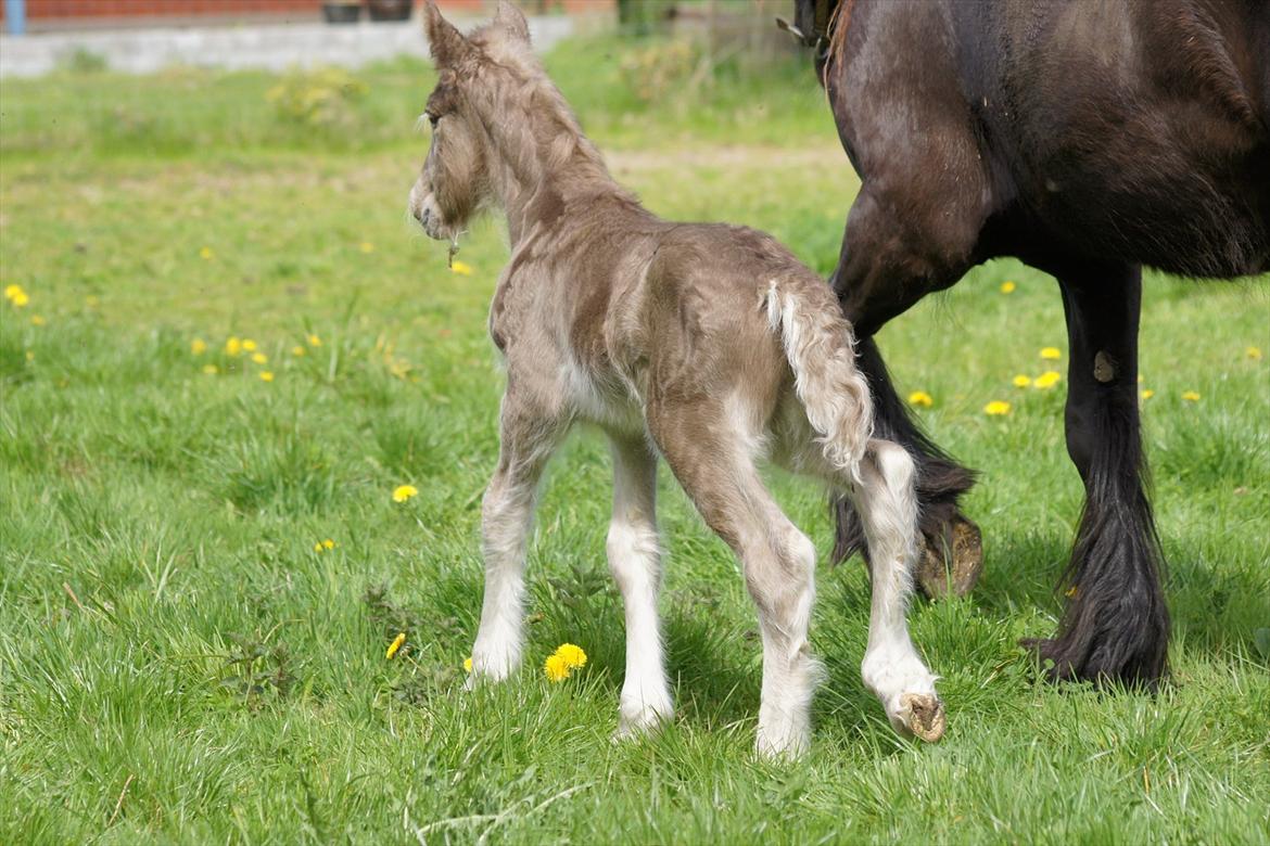 Irish Cob Hauge´s Morgan *solgt* billede 7