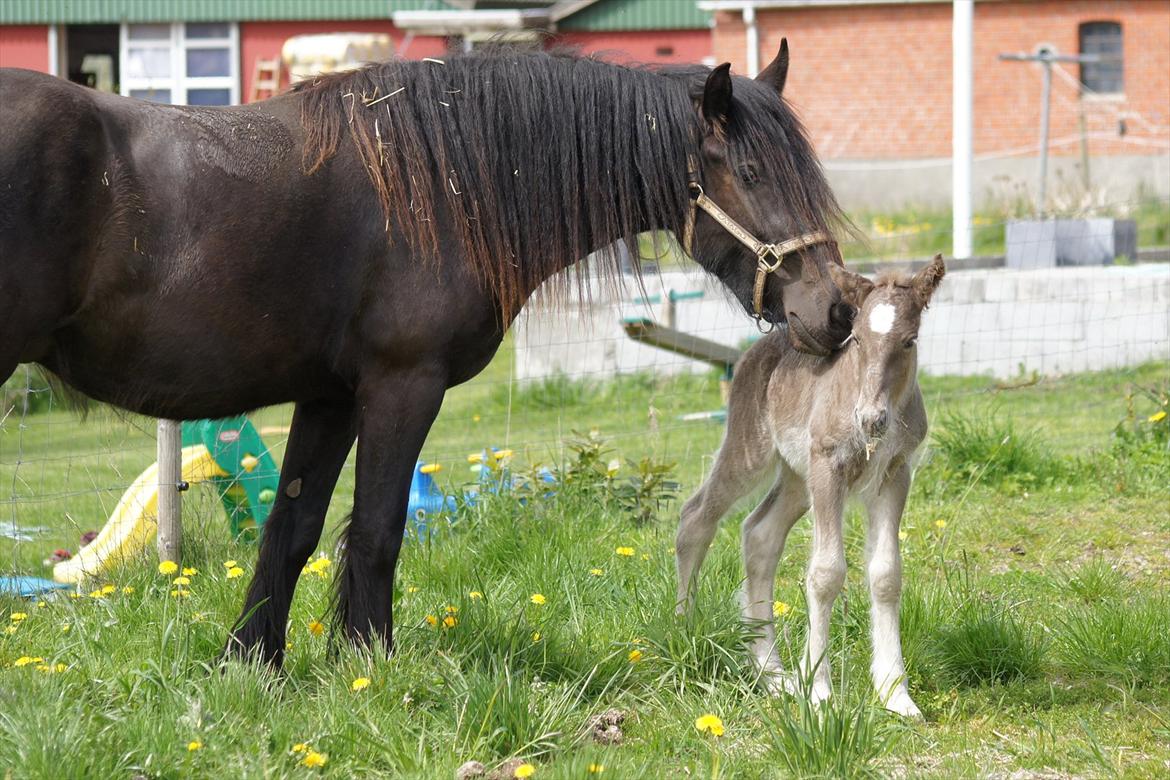 Irish Cob Hauge´s Morgan *solgt* billede 8