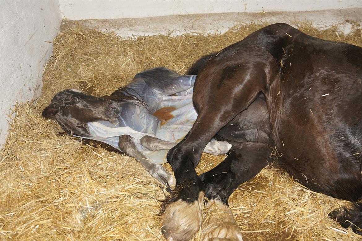 Irish Cob Hauge´s Morgan *solgt* billede 9