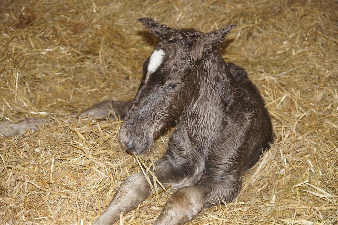 Irish Cob Hauge´s Morgan *solgt* billede 10