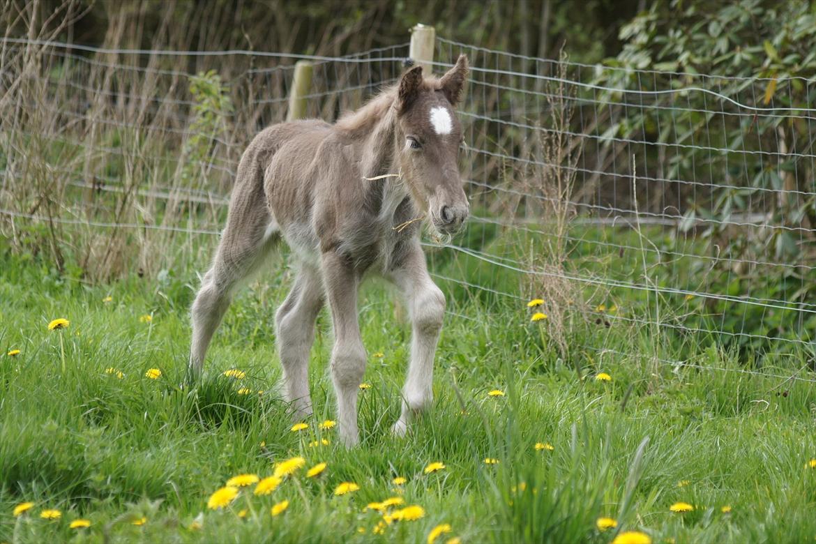 Irish Cob Hauge´s Morgan *solgt* billede 11