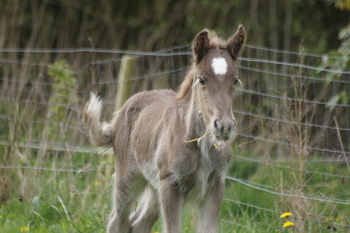 Irish Cob Hauge´s Morgan *solgt* billede 12