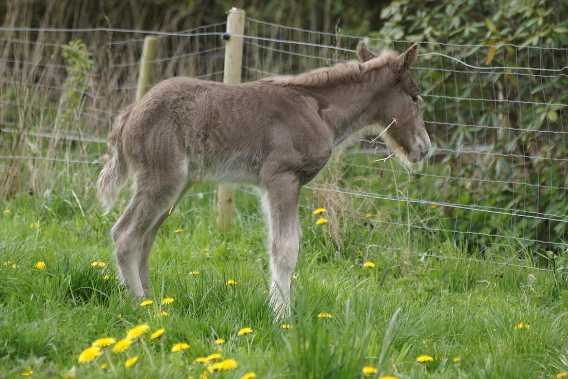 Irish Cob Hauge´s Morgan *solgt* billede 13