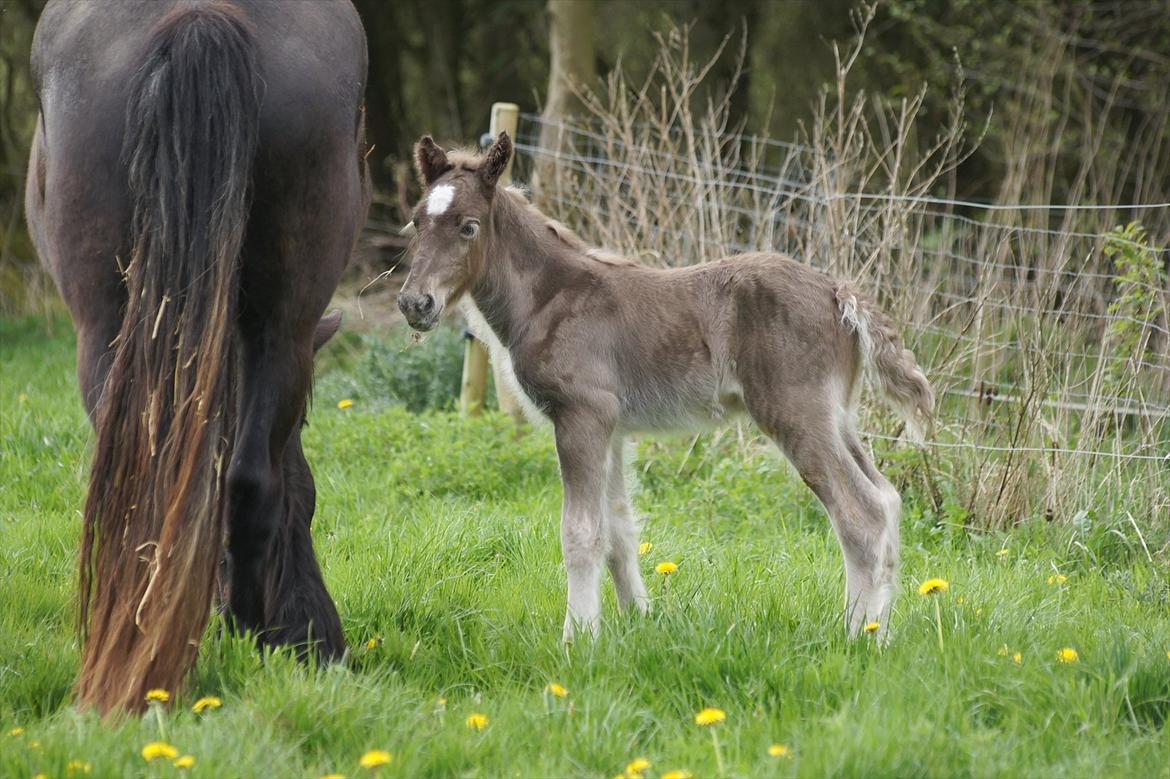 Irish Cob Hauge´s Morgan *solgt* billede 14