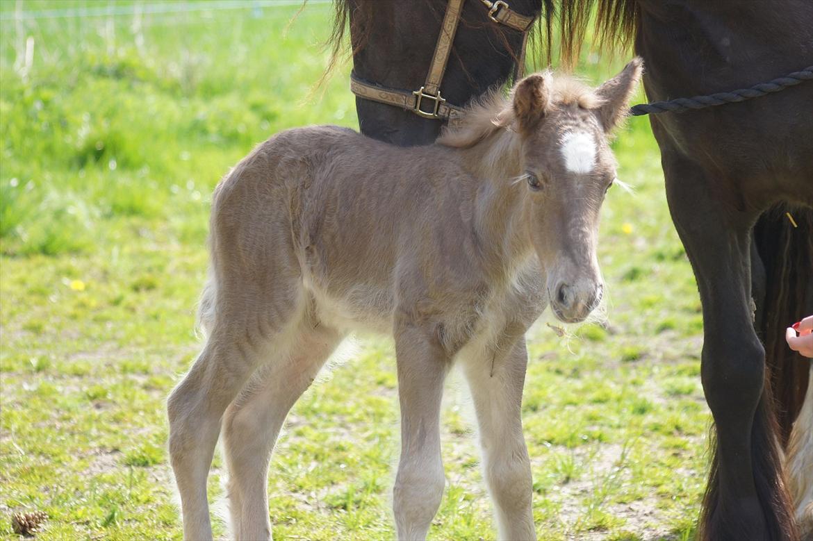 Irish Cob Hauge´s Morgan *solgt* billede 15