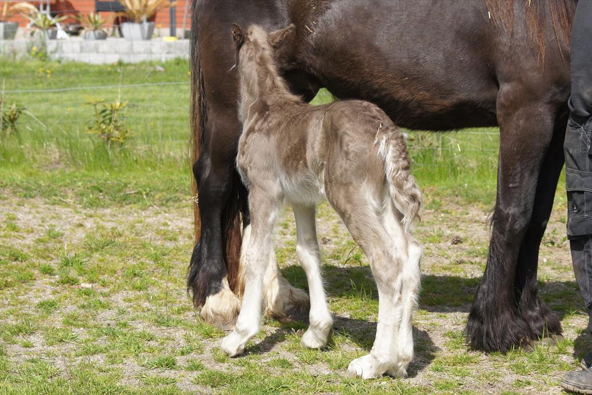 Irish Cob Hauge´s Morgan *solgt* billede 16