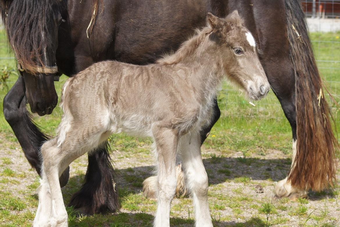 Irish Cob Hauge´s Morgan *solgt* billede 17