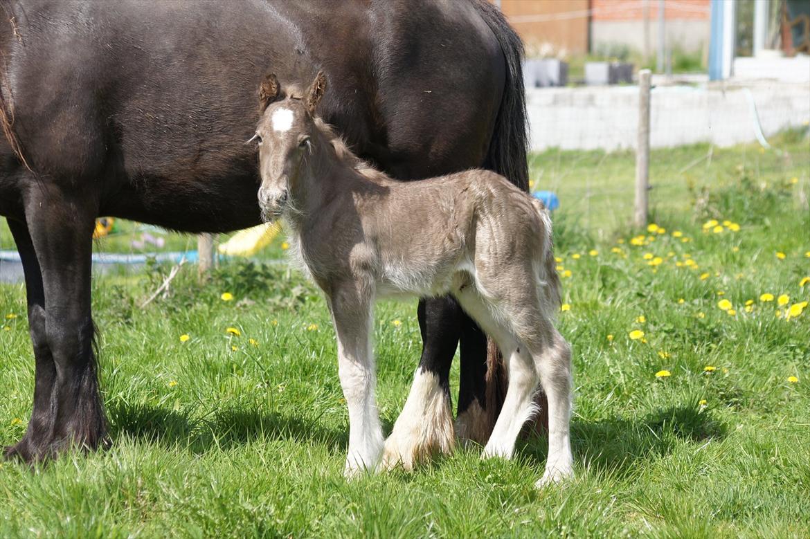 Irish Cob Hauge´s Morgan *solgt* billede 18