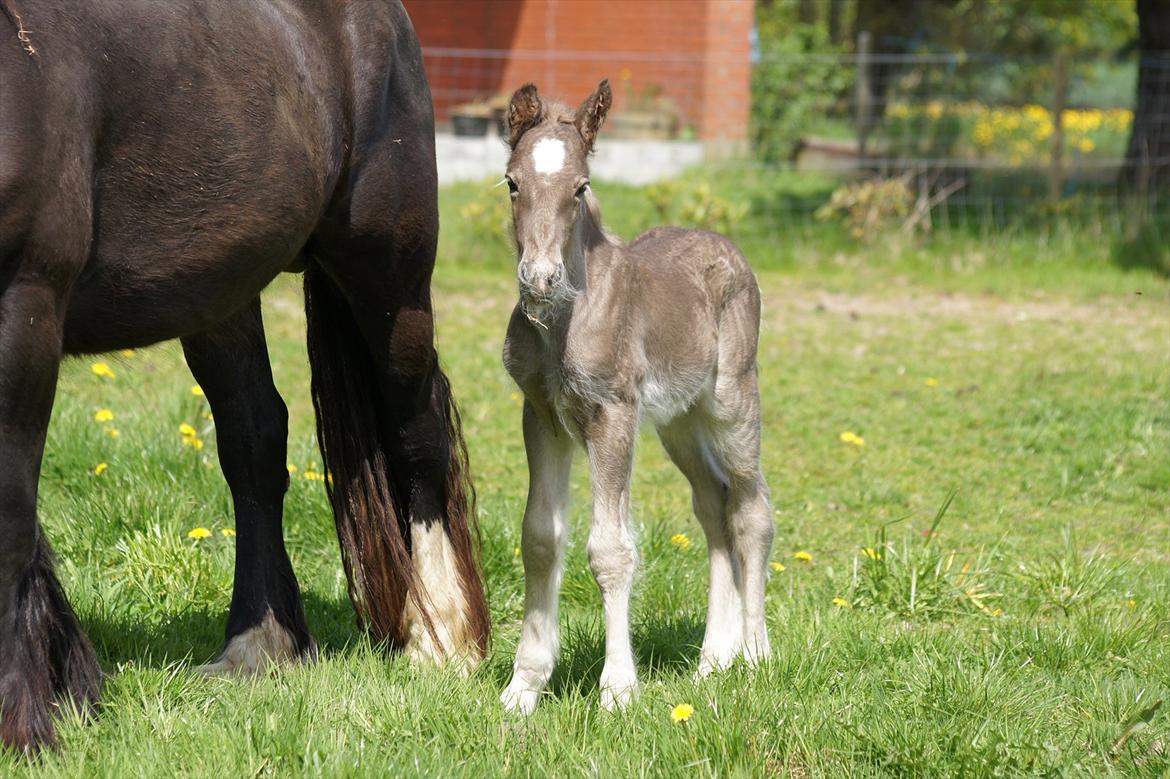 Irish Cob Hauge´s Morgan *solgt* billede 19