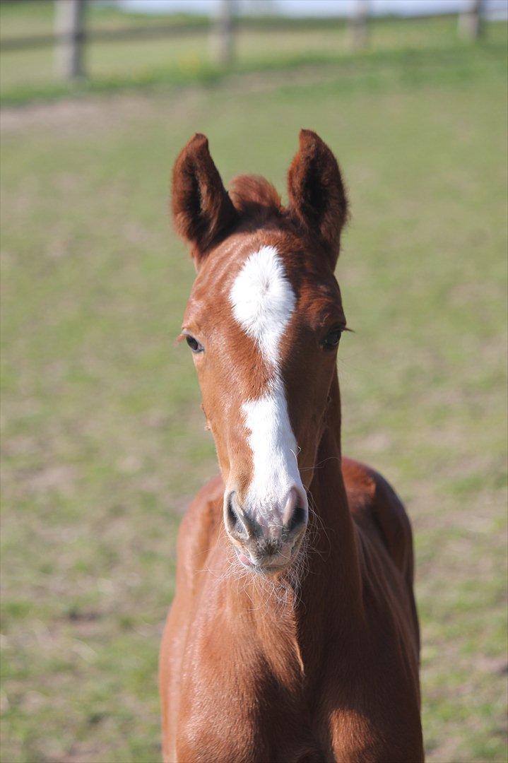 Dansk Varmblod Don Antino - 1// Smukke Don Antino! billede 1