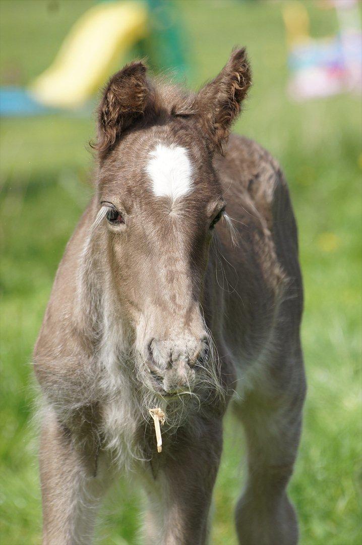 Irish Cob Hauge´s Morgan *solgt* billede 20