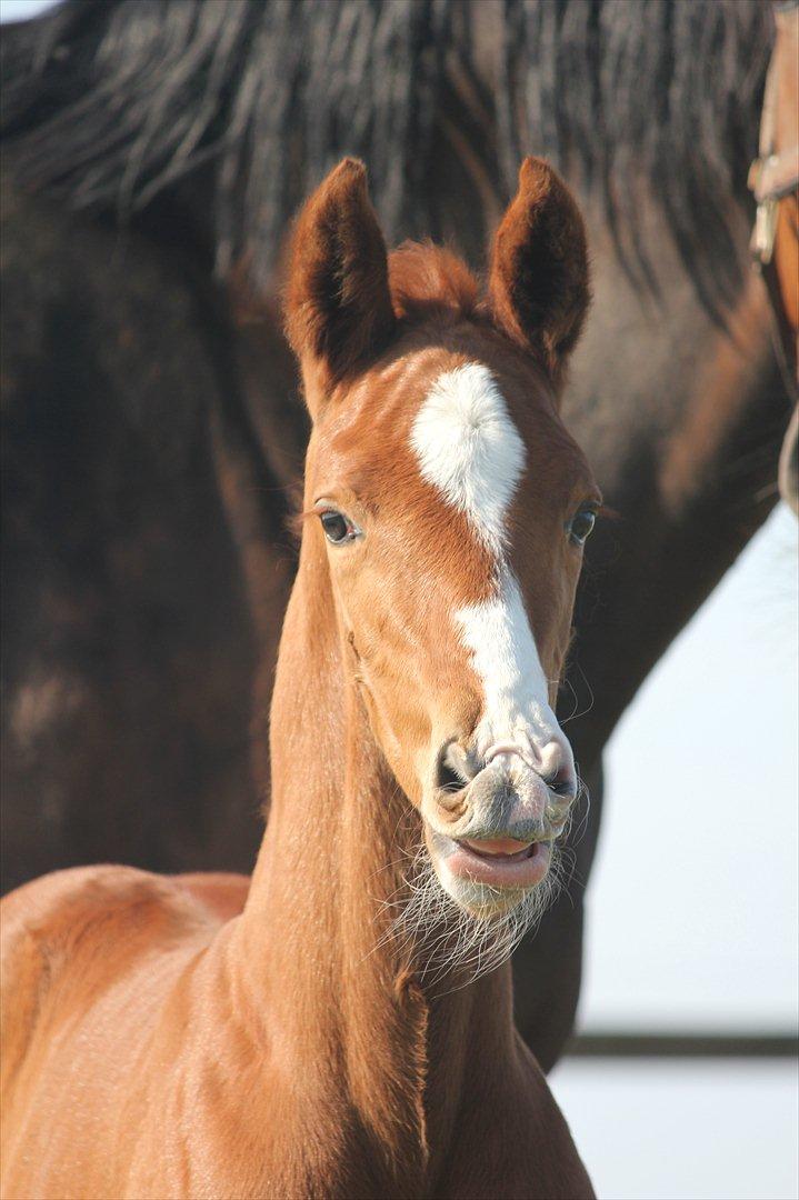 Dansk Varmblod Don Antino - 2// hehe han er så søøød! billede 2
