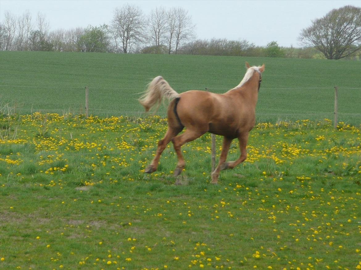 Palomino Kvistgaards Csillag - <3 billede 7