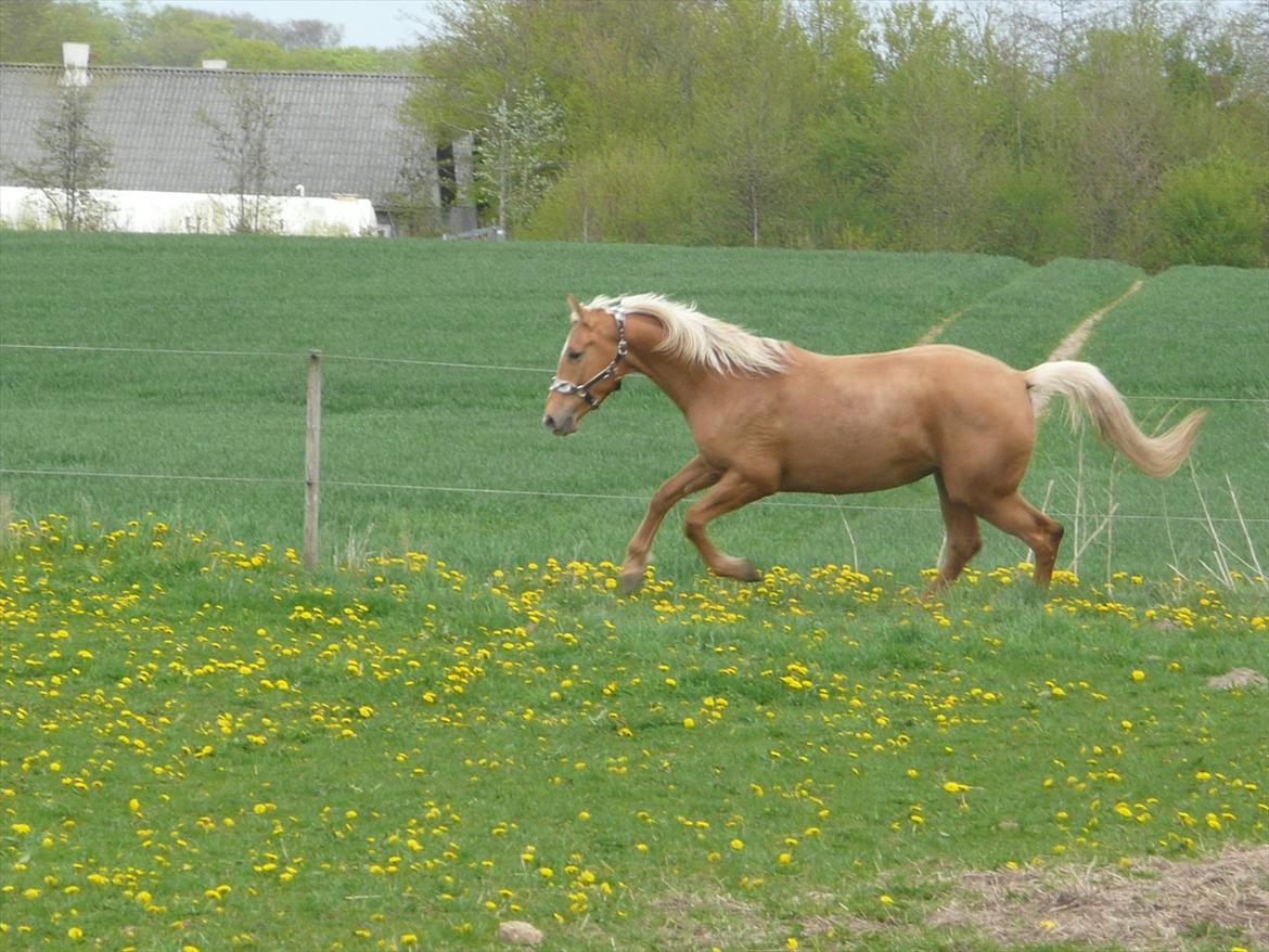 Palomino Kvistgaards Csillag billede 8