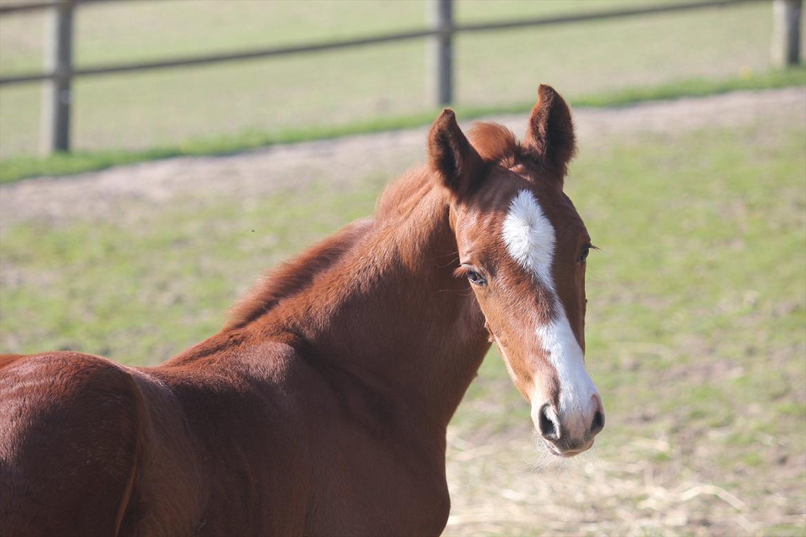 Dansk Varmblod Don Antino - 3//  billede 3
