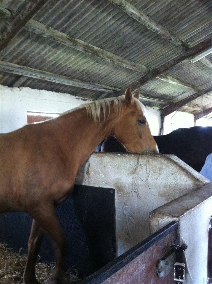 Palomino Kvistgaards Csillag - I boks lige efter at være kommet hjem. Puha, det var en hård tur i traileren.. billede 9