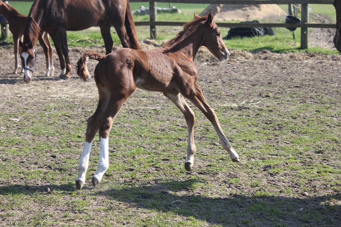 Dansk Varmblod Don Antino - 4// Han leger på folden! <3 billede 4