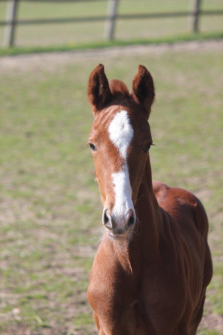 Dansk Varmblod Don Antino - 5//  billede 5