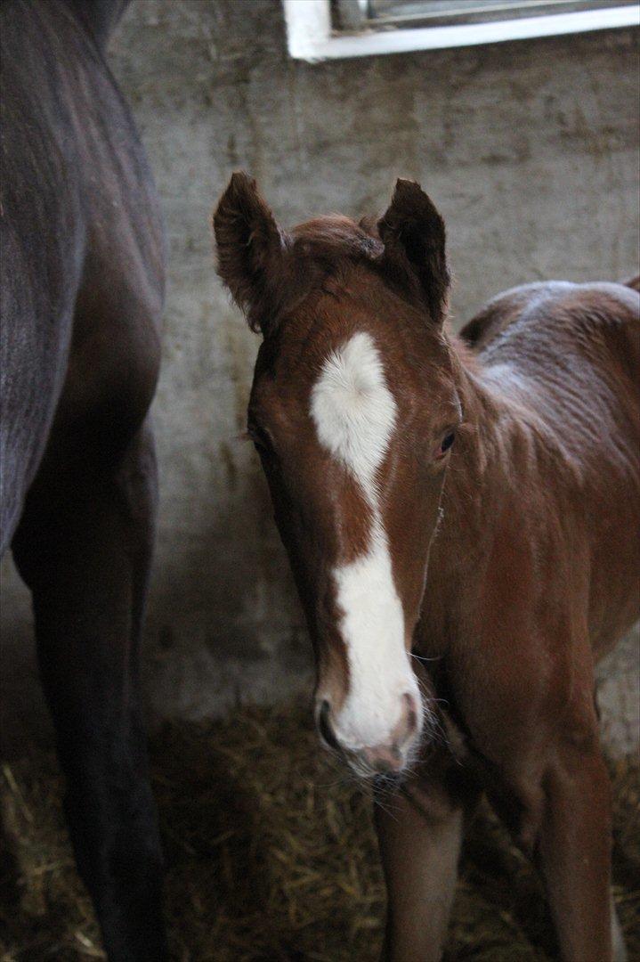 Dansk Varmblod Don Antino - 6// Nogle timer efter bassemanden blev født! :D billede 6