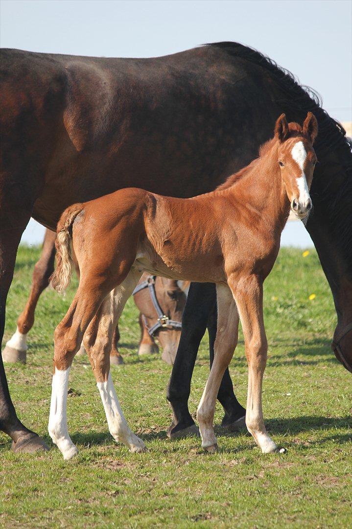 Dansk Varmblod Don Antino - 7// Dårligt billed, men du kan se hele hans krop! billede 7