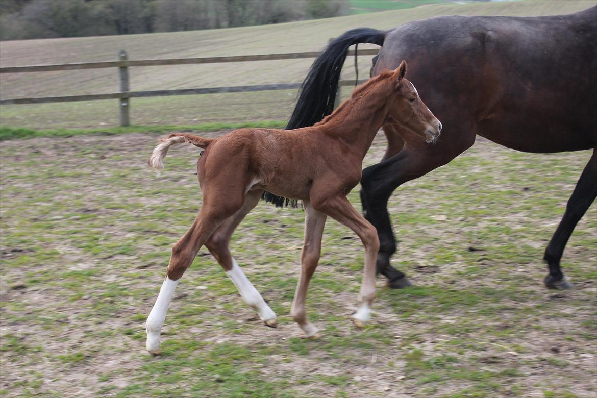 Dansk Varmblod Don Antino - 8// En af de første dage på fold! :D billede 8