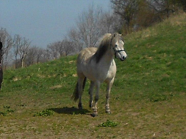 Anden særlig race Lille Ole (solgt) billede 2