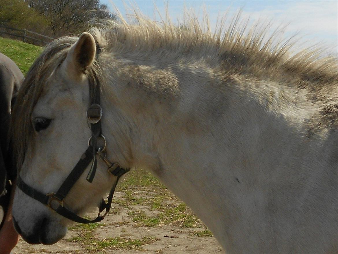 Anden særlig race Lille Ole (solgt) billede 3