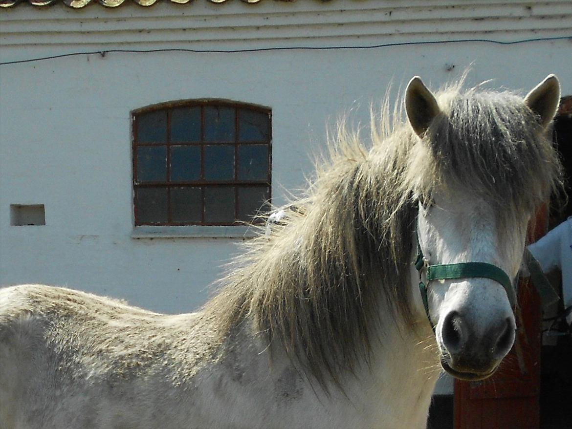 Anden særlig race Lille Ole (solgt) billede 4