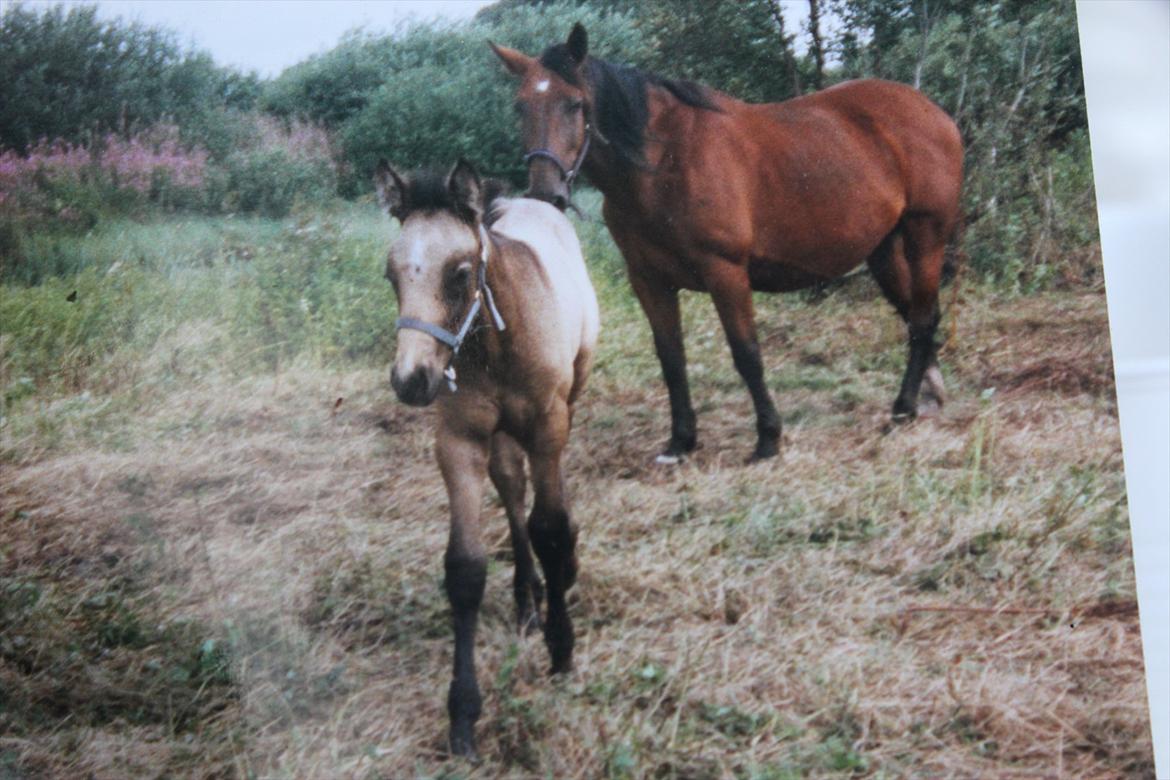 Anden særlig race Toby - Baby Toby<3 billede 18