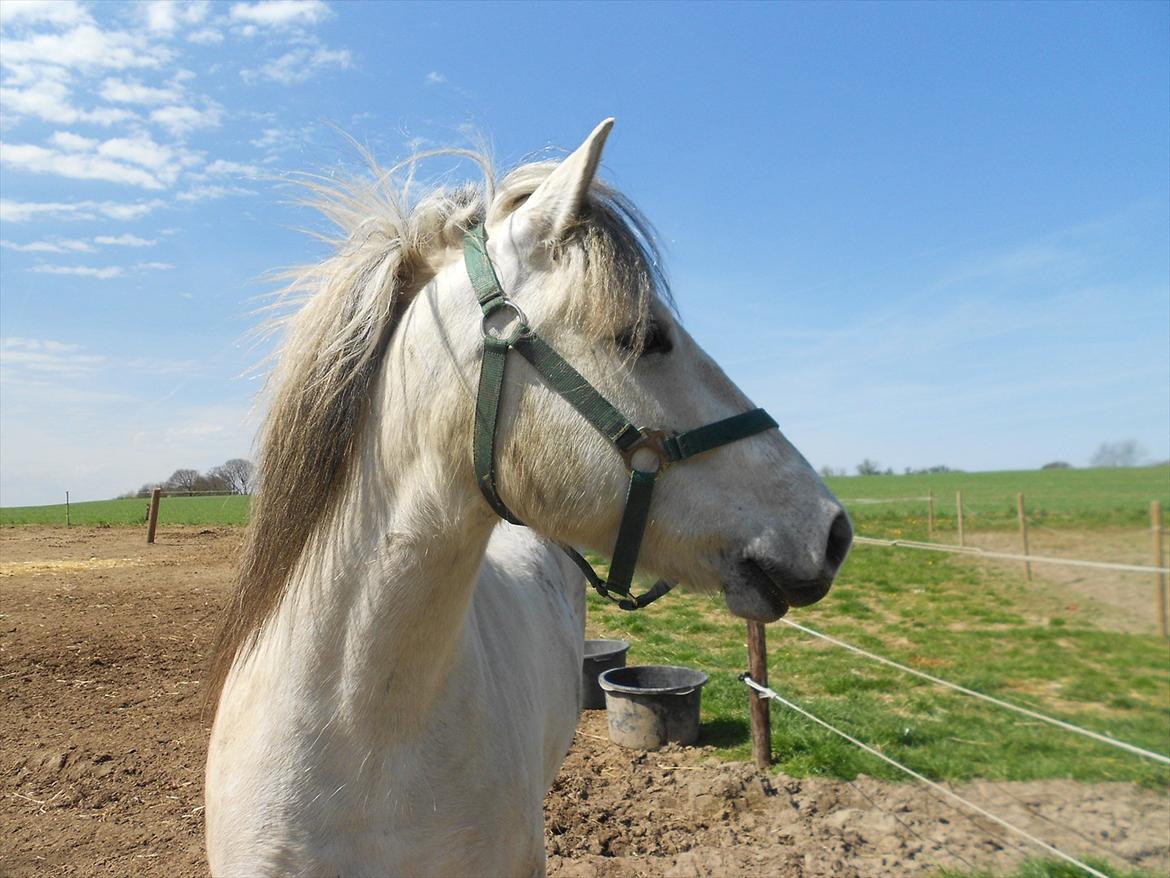 Anden særlig race Lille Ole (solgt) billede 5