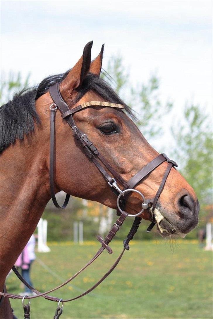 Tysk Sportspony Mister Moon  - afslappet moon! til stævne i hjallerup foto:Susanne Gravgaard Jørgensen  billede 3