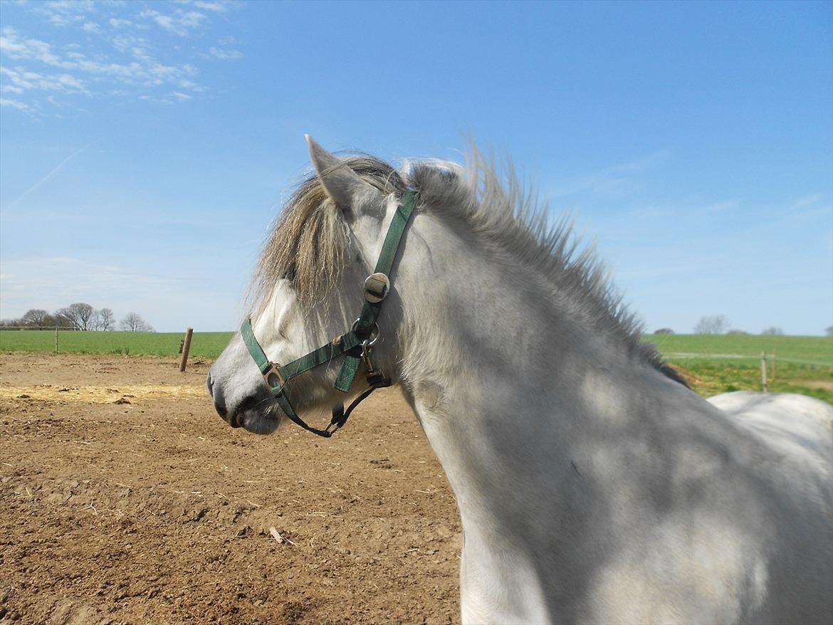 Anden særlig race Lille Ole (solgt) billede 6