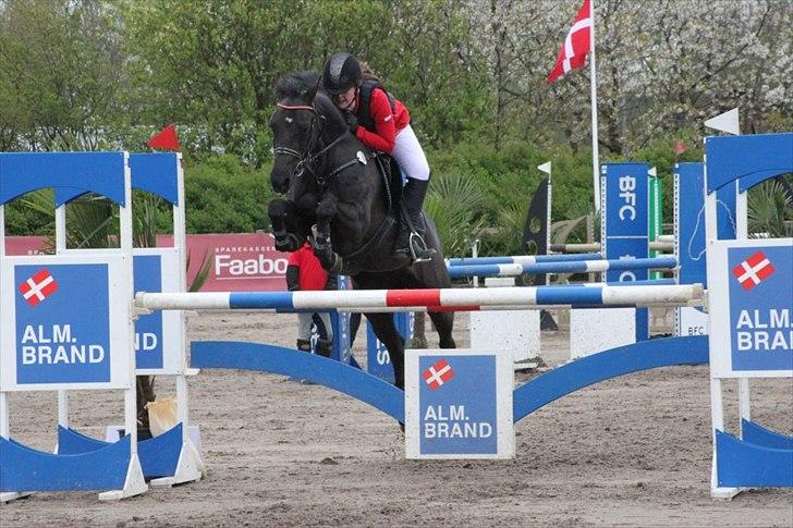 Tysk Sportspony Inaara A-Pony billede 17