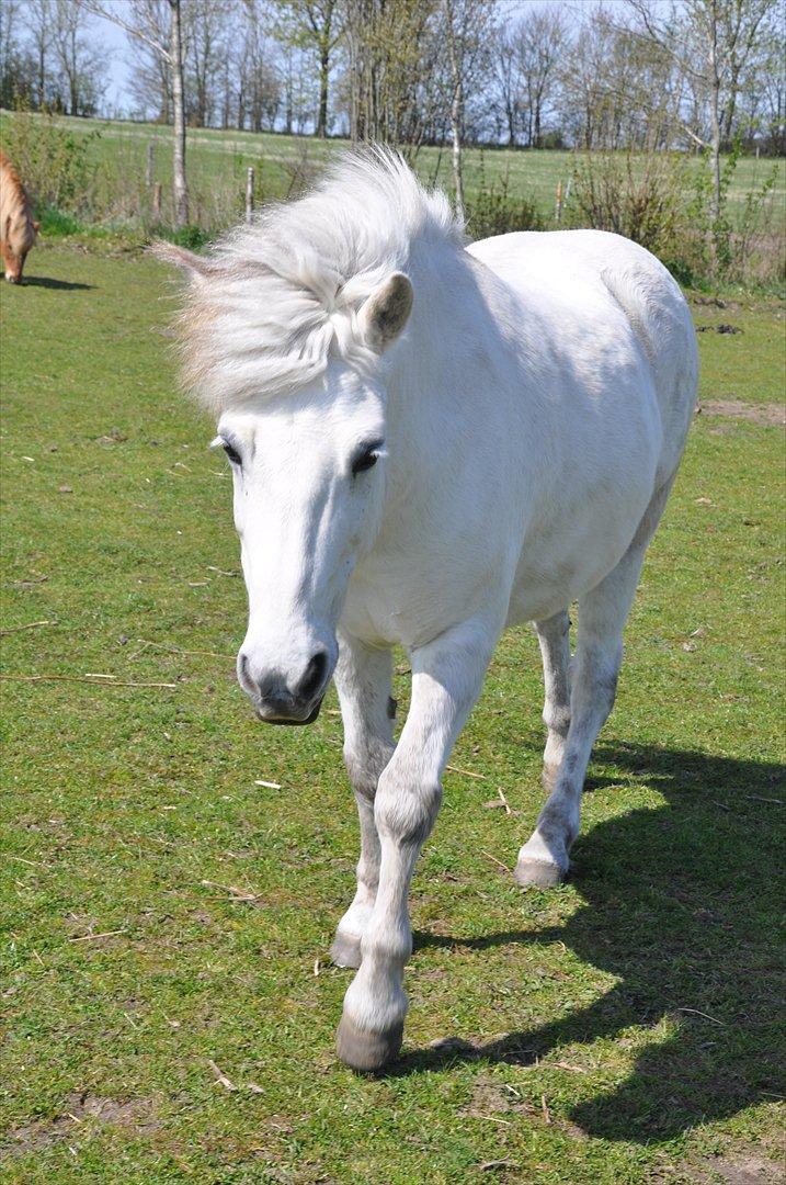 Islænder Hlín fra Helgenæs<3 - "Even a journey of a thousand miles starts with the first step..." <3 Foto: AFH 01.05.12 billede 9