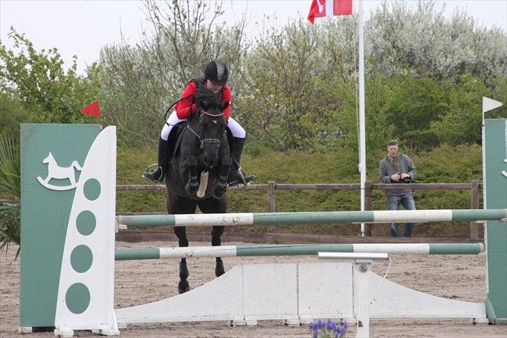 Tysk Sportspony Inaara A-Pony billede 19